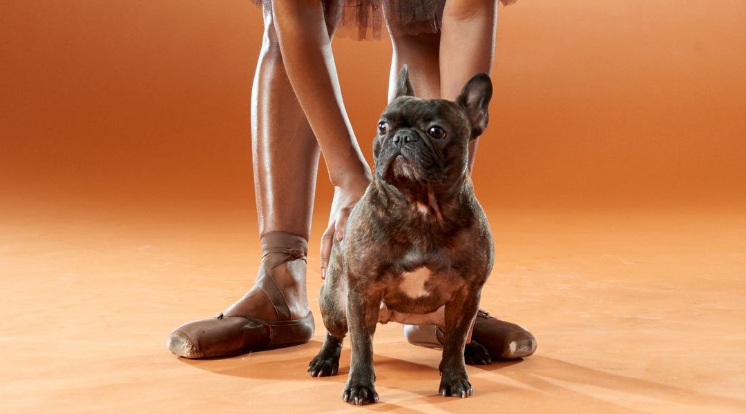 The 8 Ballet Dogs You Need to be Following on Instagram