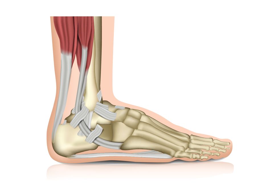 Digital drawing of a foot's bones and muscles.