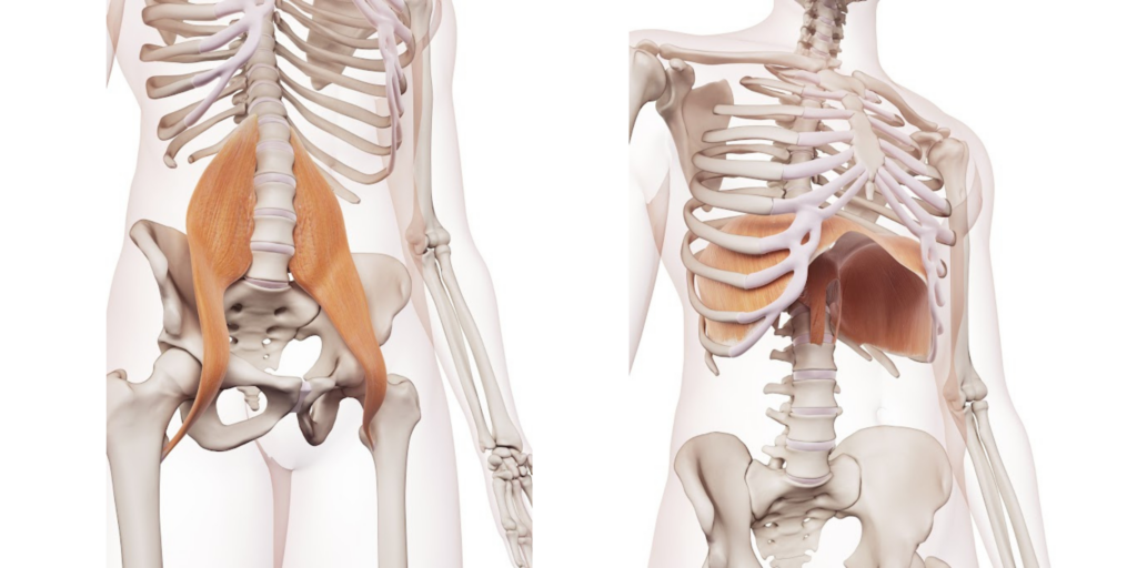 Side-by-side illustrations show the trunk of a female skeleton, with the psoas major muscle shown on the lefthand image, and the diaphragm muscle shown in the righthand photo.