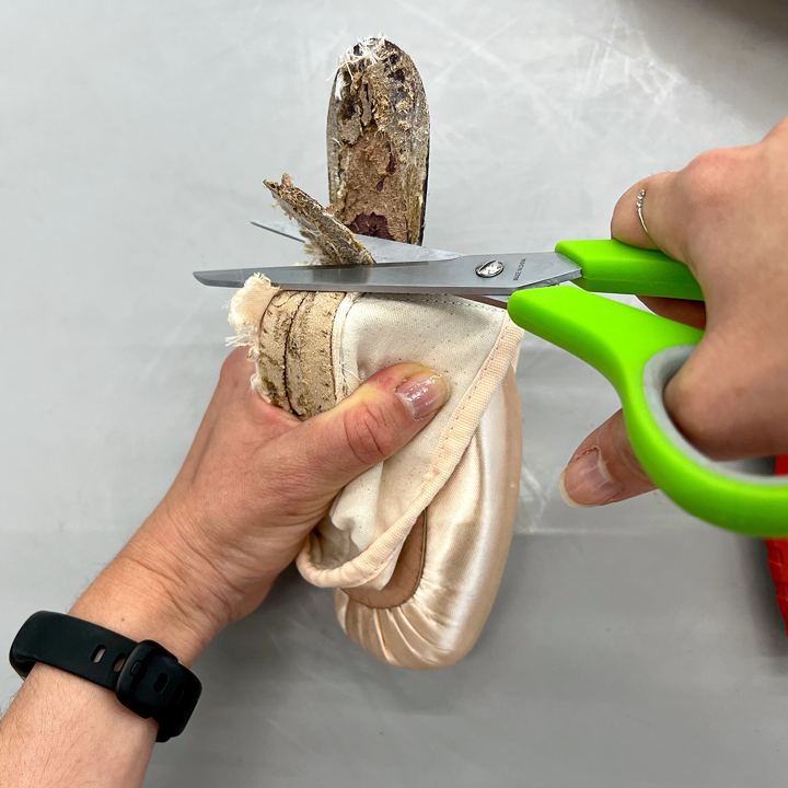 A woman's hand is shown holding a new pointe shoe, pulling back the back of it to expose the shank and shank reinforcement. She cuts the shank reinforcement with her right hand with a pair of scissors.