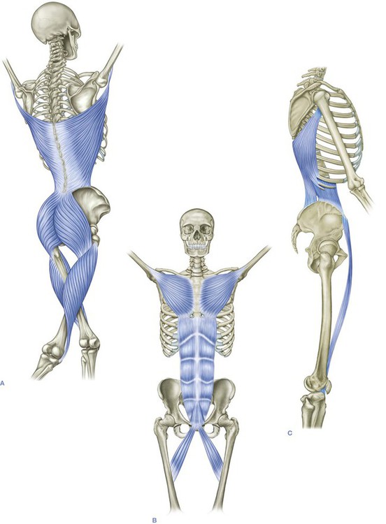 Color renderings of different fascial connections across the body, shown on three different skeleton drawings.