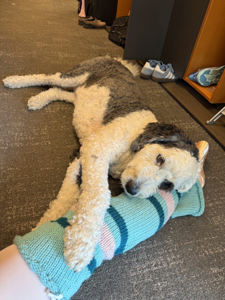 Beckanne Sisk's black and white dog, Panda, sprawls out on the floor resting his head and paws on Sisk's leg wears a blue and pink striped leg warmer and a pointe shoe.