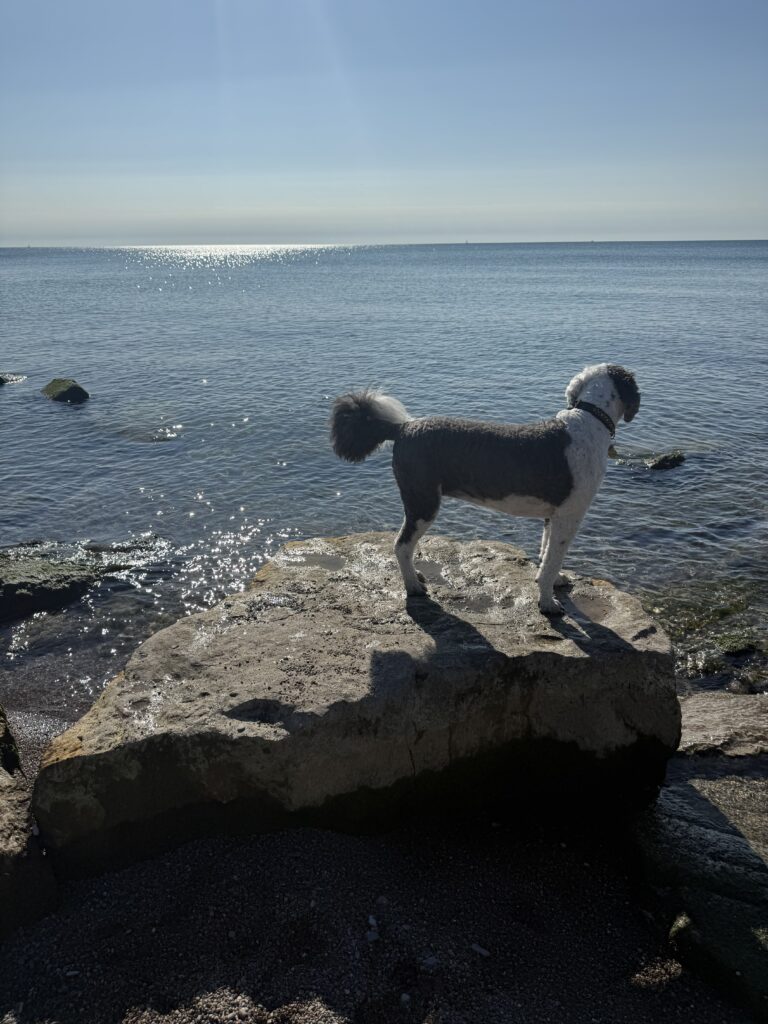 Beckanne Sisk's black and white dog, Panda, stands on a rock next to the water looking out towards the blue skies on the horizon.